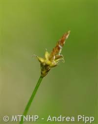 Attēlu rezultāti vaicājumam “Carex dioica male flower”