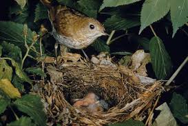 Image result for Catharus fuscescens