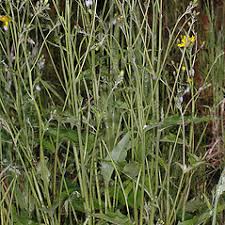 Attēlu rezultāti vaicājumam “Hieracium vulgatum”