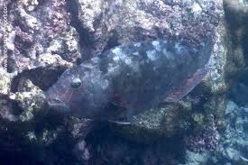 Image result for Calotomus carolinus