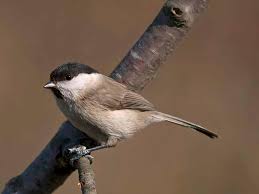 Attēlu rezultāti vaicājumam “Poecile palustris”