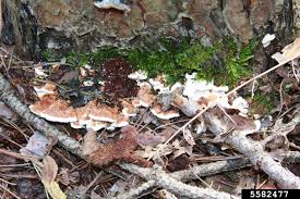 Attēlu rezultāti vaicājumam “Heterobasidion annosum”