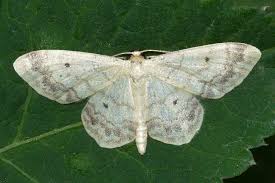 Attēlu rezultāti vaicājumam “Idaea biselata”