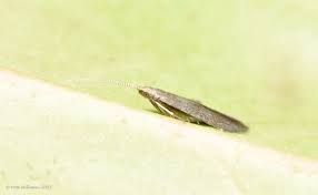 Attēlu rezultāti vaicājumam “Coleophoridae”