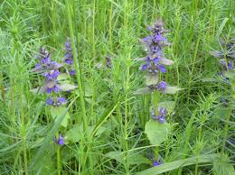 Attēlu rezultāti vaicājumam “Ajuga genevensis flower”