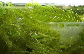 Attēlu rezultāti vaicājumam “Lycogala asperum macro”