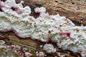 Attēlu rezultāti vaicājumam “Phlebia centrifuga”