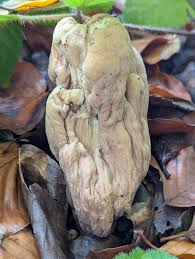 Attēlu rezultāti vaicājumam “Clavariadelphus pistillaris”