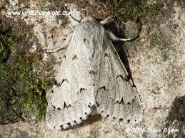 Attēlu rezultāti vaicājumam “Acronicta leporina larva”