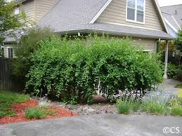 Attēlu rezultāti vaicājumam “Cornus sericea”