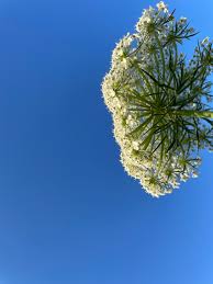 Attēlu rezultāti vaicājumam “Daucus carota subsp. carota flower”