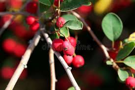 Attēlu rezultāti vaicājumam “Cotoneaster multiflorus fruit”