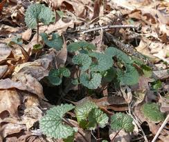 Image result for Alliaria petiolata