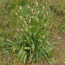 Attēlu rezultāti vaicājumam “Plantago lanceolata”