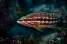 Image result for Serranus scriba