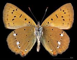 Attēlu rezultāti vaicājumam “Lycaena virgaureae female”