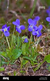 Attēlu rezultāti vaicājumam “Viola hirta flower”