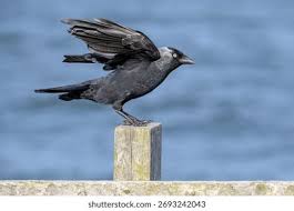 Attēlu rezultāti vaicājumam “Corvus monedula adult”