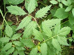 Attēlu rezultāti vaicājumam “Valeriana officinalis leaf”