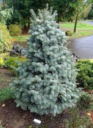 Attēlu rezultāti vaicājumam “Abies concolor”