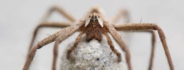 Attēlu rezultāti vaicājumam “Pisaura mirabilis cocoon”