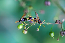 Attēlu rezultāti vaicājumam “Shargacucullia scrophulariae larva”