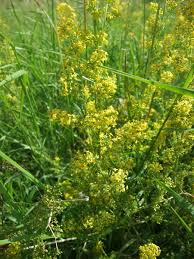 Attēlu rezultāti vaicājumam “Galium verum leaf”