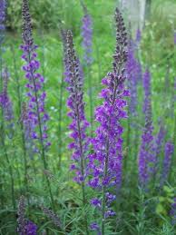 Image result for Linaria purpurea