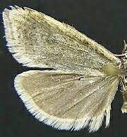 Attēlu rezultāti vaicājumam “Eana argentana”