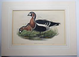 Image result for Branta ruficollis