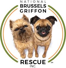 Image result for brüsseler giffon