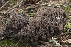 Attēlu rezultāti vaicājumam “Thelephora palmata”