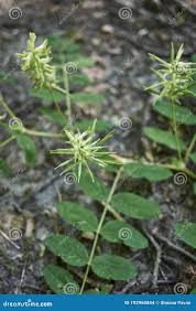 Attēlu rezultāti vaicājumam “Astragalus glycyphyllos fruit”