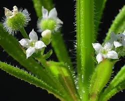 Image result for Galium aparine