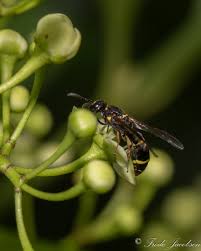 Attēlu rezultāti vaicājumam “Symmorphus sp.”