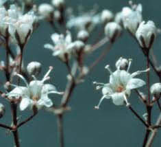 Attēlu rezultāti vaicājumam “Gypsophila paniculata bud”