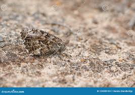 Attēlu rezultāti vaicājumam “Hipparchia semele”