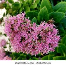 Attēlu rezultāti vaicājumam “Hylotelephium telephium flower”