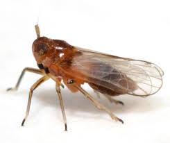 Attēlu rezultāti vaicājumam “Delphacidae”