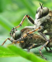 Attēlu rezultāti vaicājumam “Phalonidea permixtana”