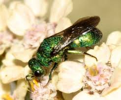 Attēlu rezultāti vaicājumam “Hedychrum sp.”