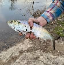 Image result for Alosa mediocris