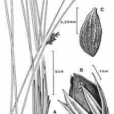 Attēlu rezultāti vaicājumam “Juncus inflexus bud”