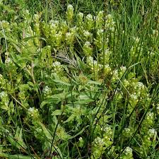 Attēlu rezultāti vaicājumam “Trichia ambigua”