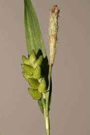 Attēlu rezultāti vaicājumam “Carex atherodes”