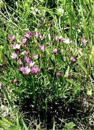 Attēlu rezultāti vaicājumam “Centaurium littorale”