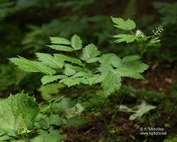 Attēlu rezultāti vaicājumam “Actaea spicata”
