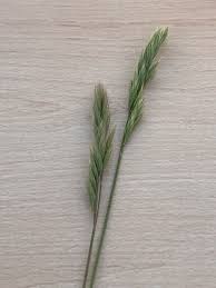 Attēlu rezultāti vaicājumam “Festuca ovina fruit”