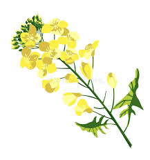 Attēlu rezultāti vaicājumam “Brassica napus flower”