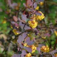 Attēlu rezultāti vaicājumam “Berberis thunbergii flower”